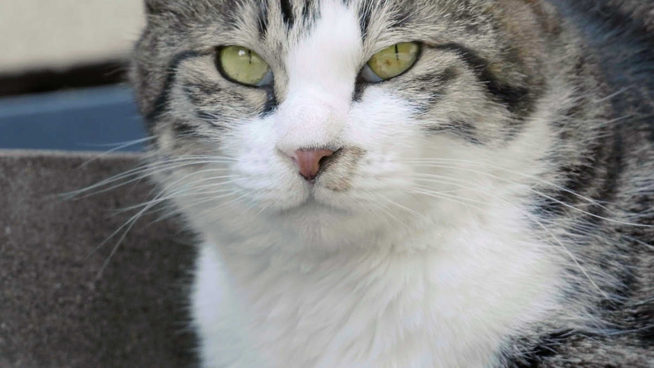 名前は「ハナ」オスです