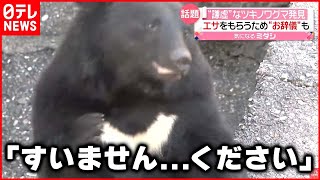 【謙虚なクマ？】エサもらうため“お辞儀”「すいません…ください」