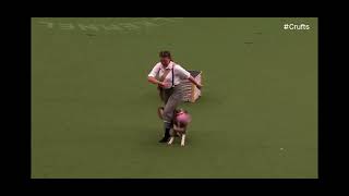 Nicci And Elsa Crufts 2024 Freestyle