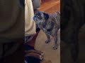 Hogie the dogie