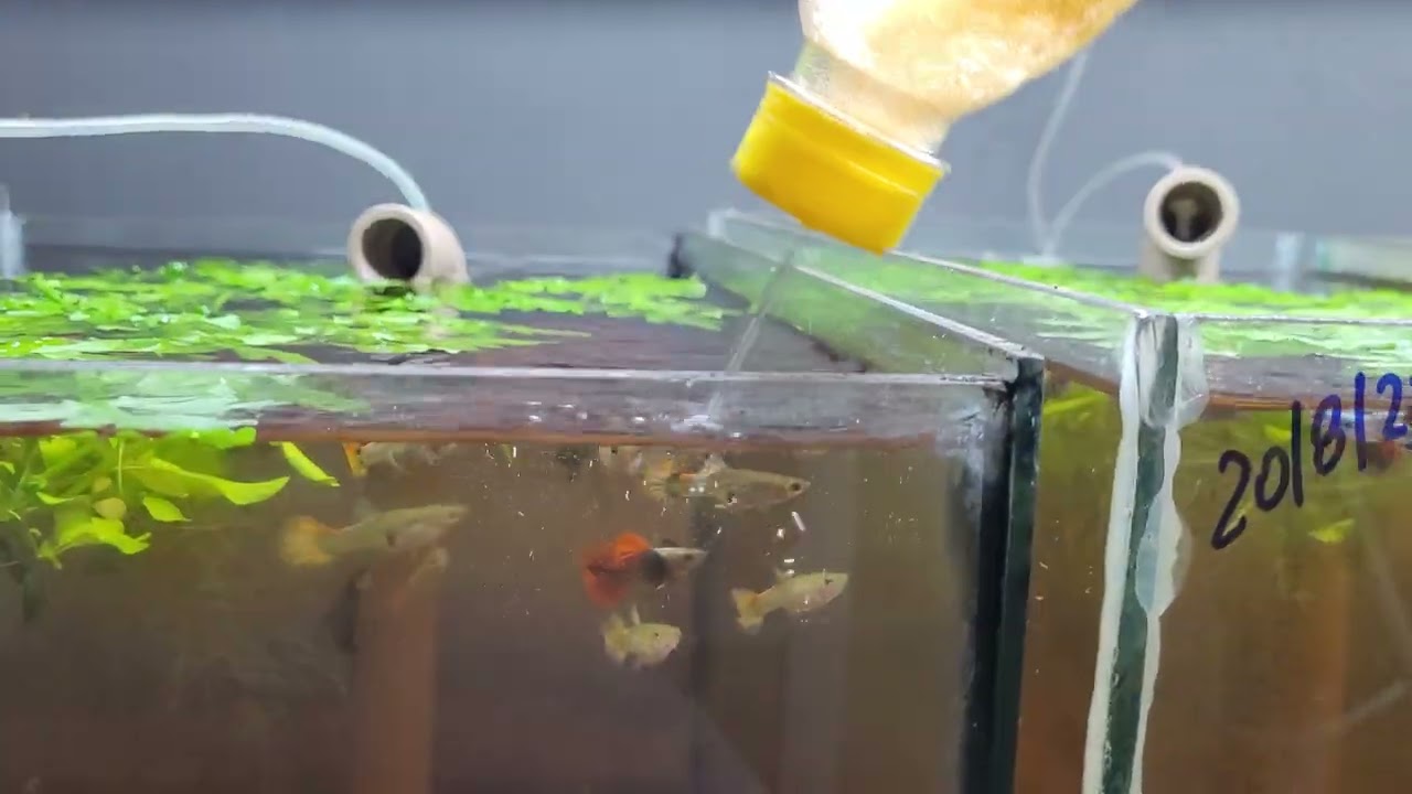 PASSEANDO PELA CRIAÇÃO VENHA JUNTO, DICAS DE MANEJO GUPPYS LINDOS PEIXE NA ÁGUA D PEIXE.Vídeo 1🤠👍🦈🇧🇷