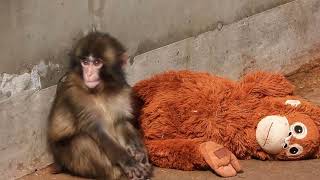 Punch the Monkey’s Daily Life: Emotional, Funny & Heartwarming Moments 🐒