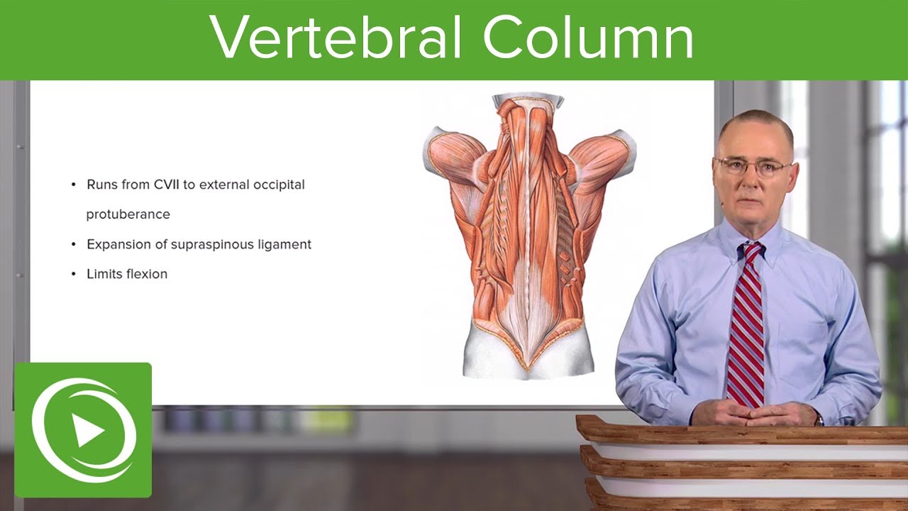 ⁣Vertebral Column – Anatomy | Lecturio