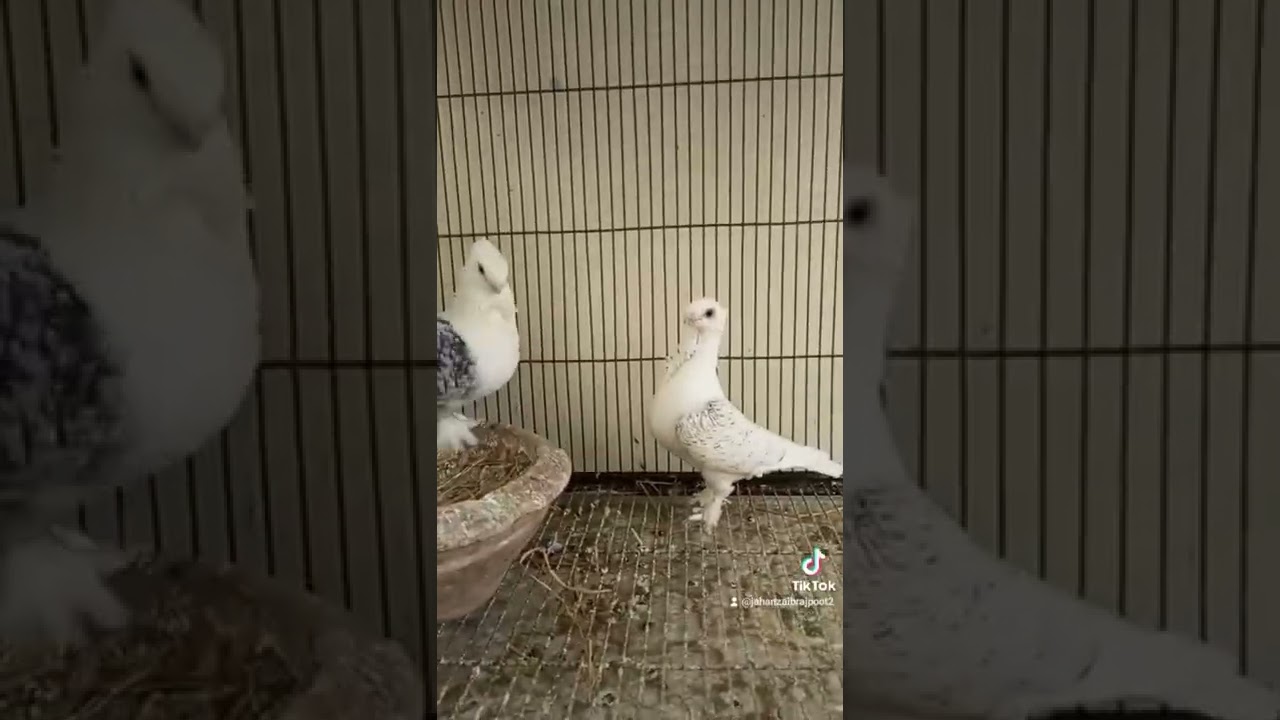 Satinette Pencil Laced Breeder Pair