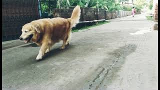 #cute golden retriever whatsapp status..