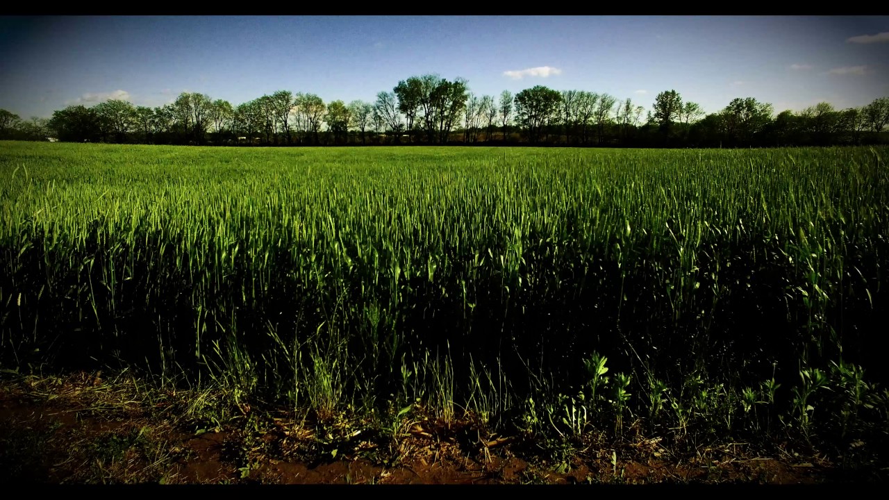Duke's Field of Dreams Greenville, Illinois YouTube