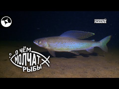 Сибирский хариус | О чем молчат рыбы