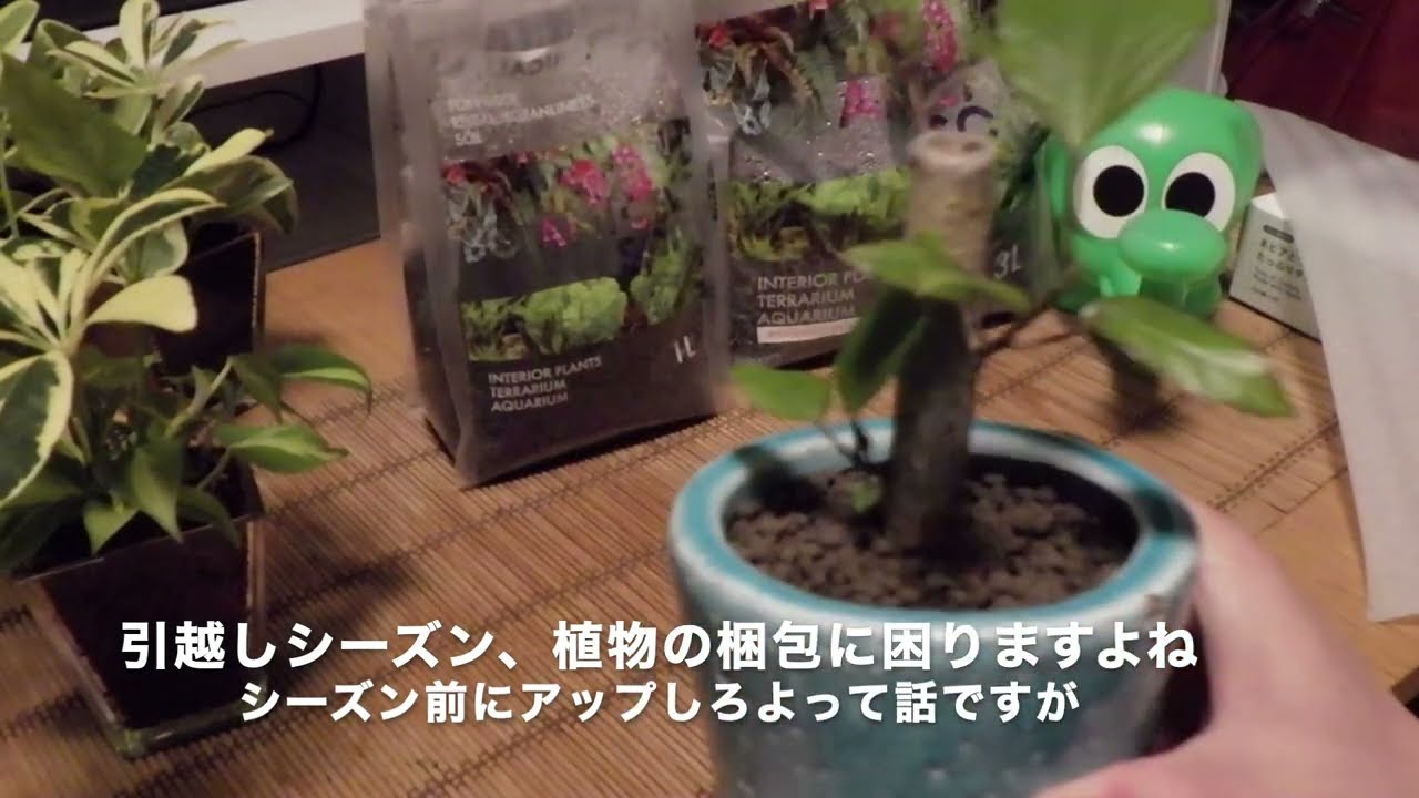 観葉植物]2分半くらいで植物の梱包の仕方を紹介する - YouTube