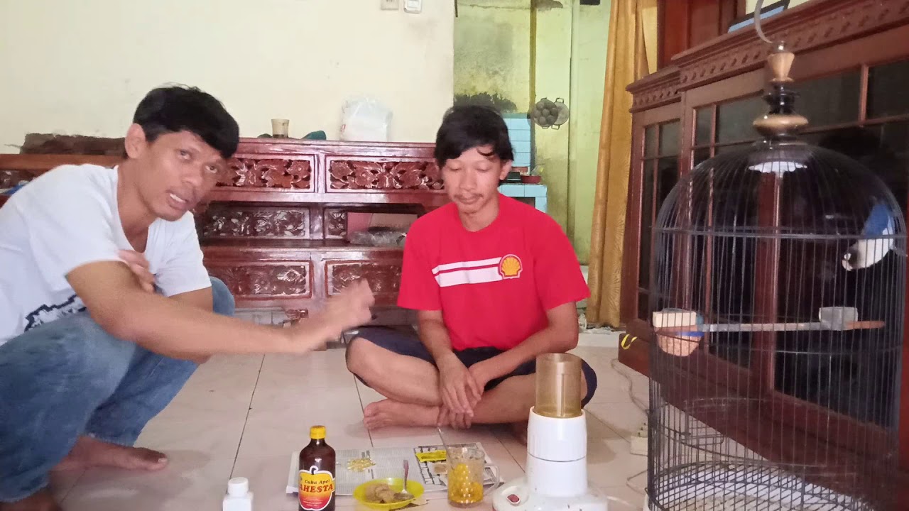 Cara meracik vitamin untuk burung lovebird macet/rusak 