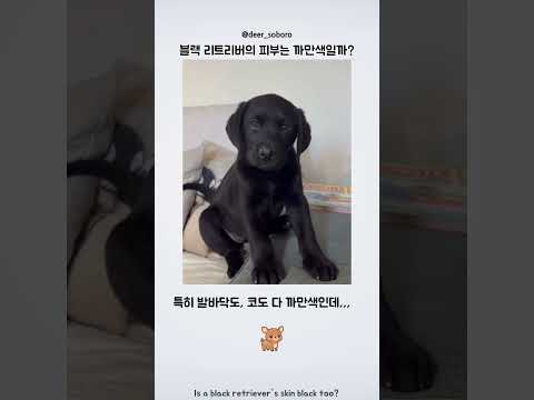 블랙 리트리버는 피부도 까만색일까? thumbnail