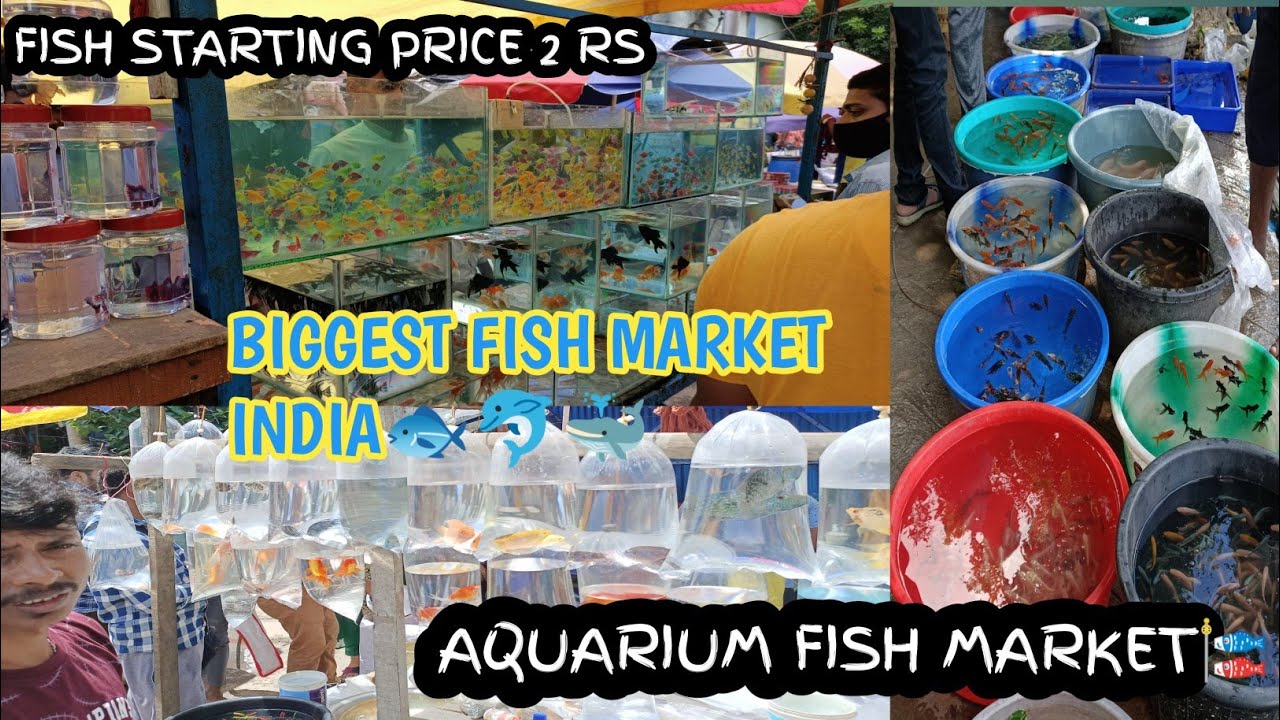 Fish Market Galiff Street Fish Market Kolkata Recent Aquarium Fish