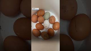 Children forced to close honesty box selling eggs after thefts