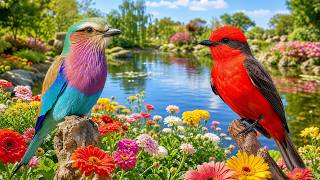 Zinnia & Gerbera Pond 🌼 3 Hours Relaxing Piano, Water Sounds & Birdsong for Sleep, Study & Calm screenshot 4