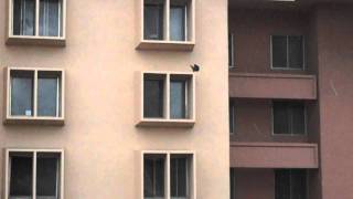 Peregrine Falcon - Juvenile, Screaming/calling then flying