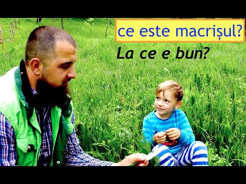 Video: Goli De Primăvară Din Măcriș