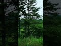 Slow motion trees 🌲