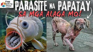 PARASITIKO SA DILA NG ISDA?! Galising Aso, ano ang dahilan? by Free Thinking Pinoy 144,185 views 2 weeks ago 10 minutes, 41 seconds