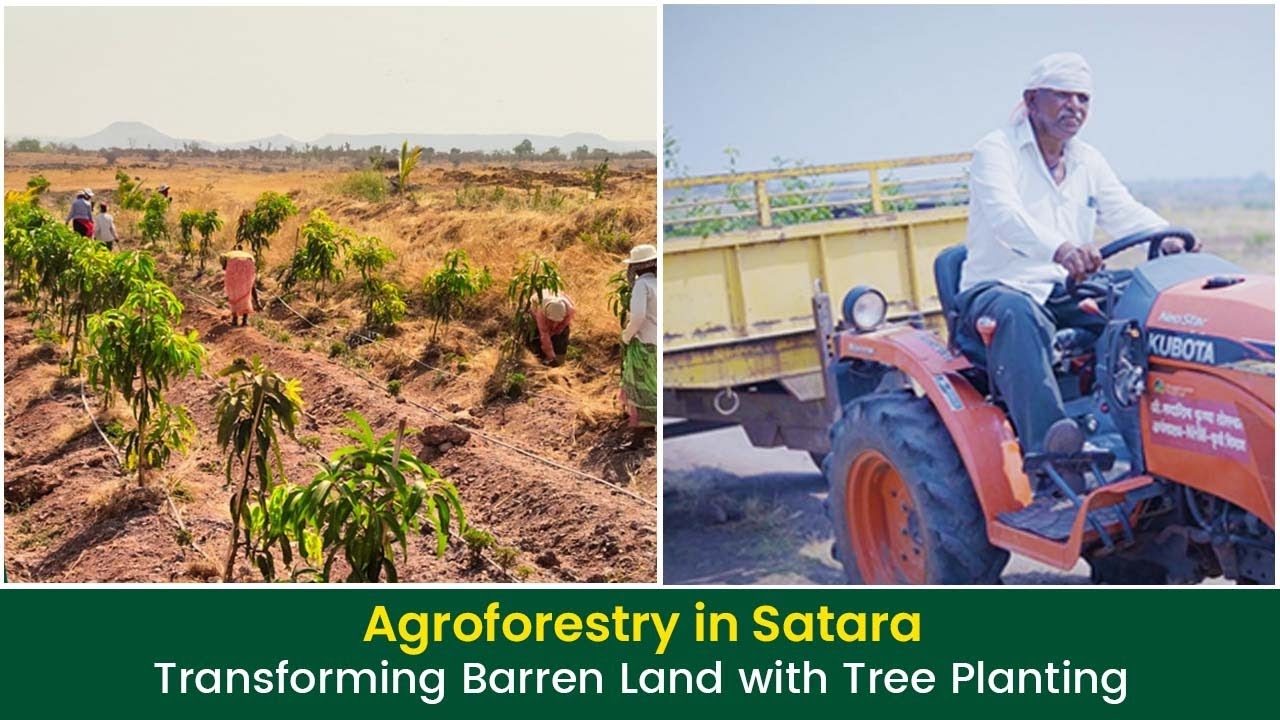 Agroforestry in Satara: Transforming Barren Land with Tree Planting | Grow Billion Trees