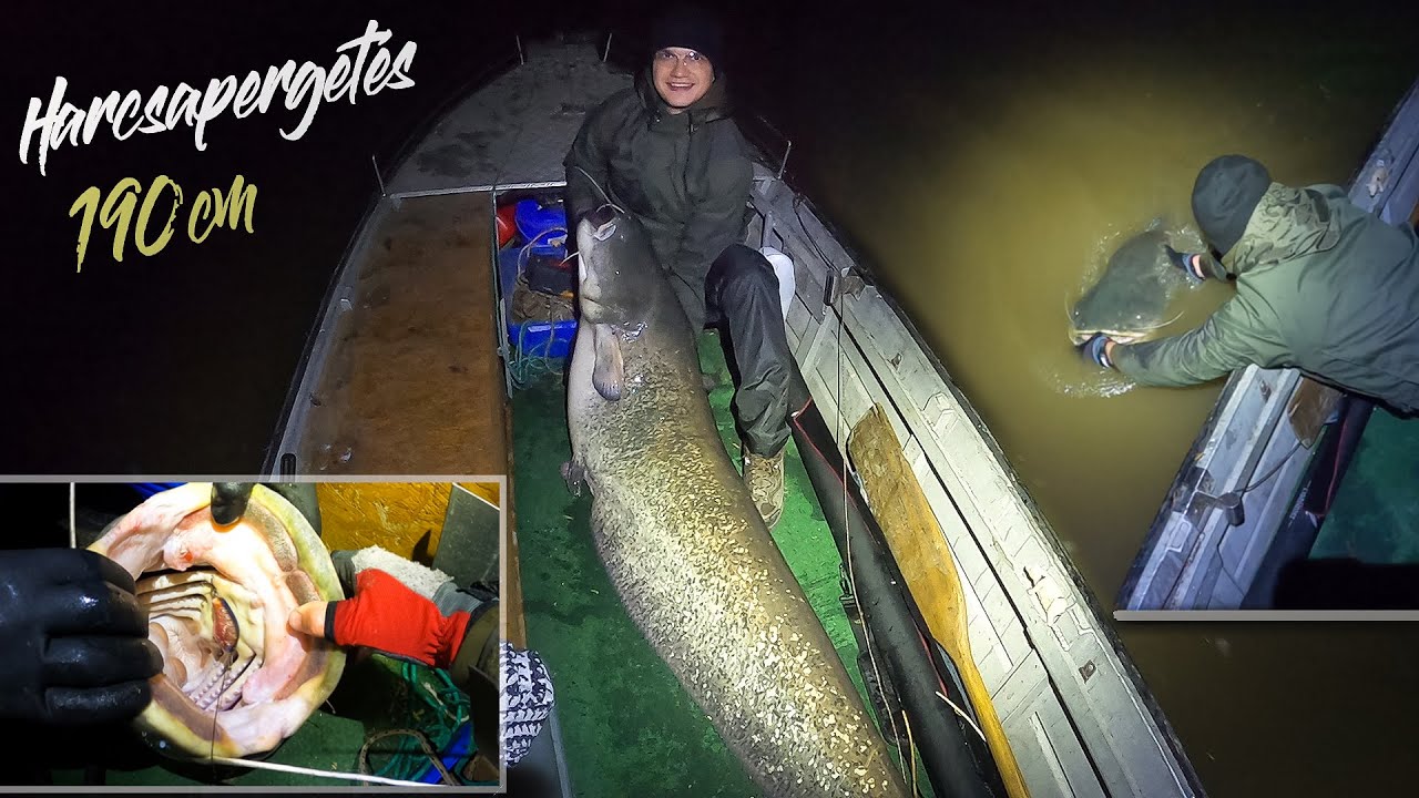 Harcsapergetés - 190 centis harcsa a csónakban