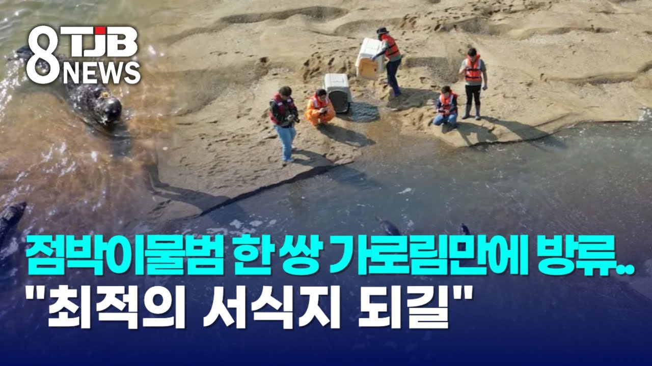 점박이물범 한 쌍 가로림만에 방류..