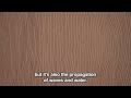 Behind the Scenes: On Line: Guiseppe Penone