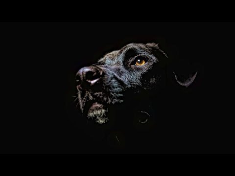 Videó: A Kutyavilág Kékgalléros Kutyái