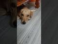 Simba గాడి రియాక్షన్ 😄#viral #dog#funny#ytshorts#cute #yt#pets#ytshort#dogs#viralreels#viralvideo