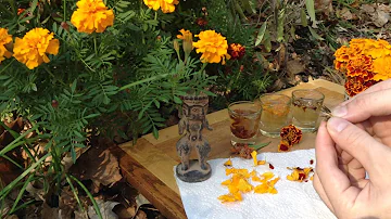Are marigold petals poisonous?
