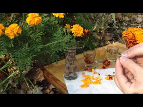 Video: Užitni ognjičevi cvetovi: naučite se gojiti ognjič za uživanje