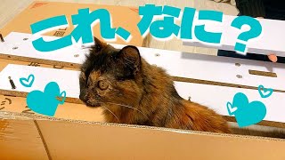 【猫vlog】興味津々で家具の組み立てを見学する猫 by ちゃゆかチャンネル 44 views 2 years ago 2 minutes, 25 seconds