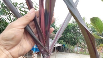 Mía bách giải chữa bách bệnh