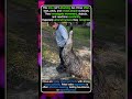 Why This Emu Keeps Pressing Against Her