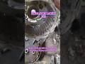 Maruti Suzuki Alto 800 Clutch Repair, Alternator Repair &amp; New Tire Replacement. #automobile