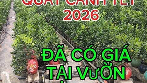 Quất cảnh tết văn giang hưng yên quất tết 2026 quất cảnh tết báo giá quất công khai 