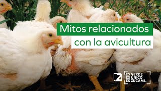 🐔🐔 Mitos relacionados con la avicultura, ¿Comer carne de pollo es malo? 🐔🐔