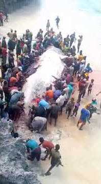 Nyangumi apwewa Maziwa ng'ombe Pemba