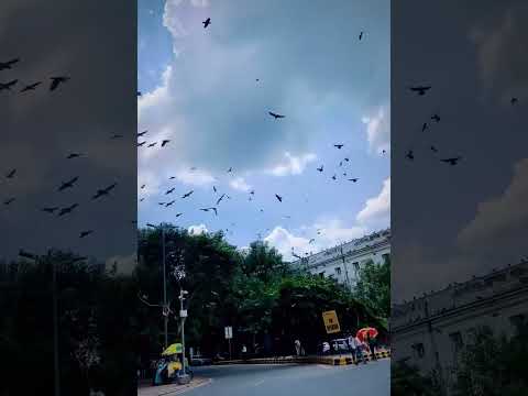 Video: Vejret og klimaet i Delhi