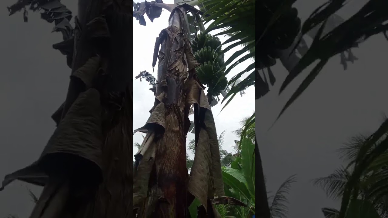 💚💛❤️ Dagko pod buyag ang ma harvest next week dere sa area ni pare Estong.