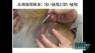 フローチャートで解決！皮膚病診断 | 医療情報研究所 DVD教材ストア