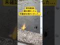 【緊急動画】 鯉を撮影したら未確認生物がいました、、、 #鯉 #緊急 #uma #shorts
