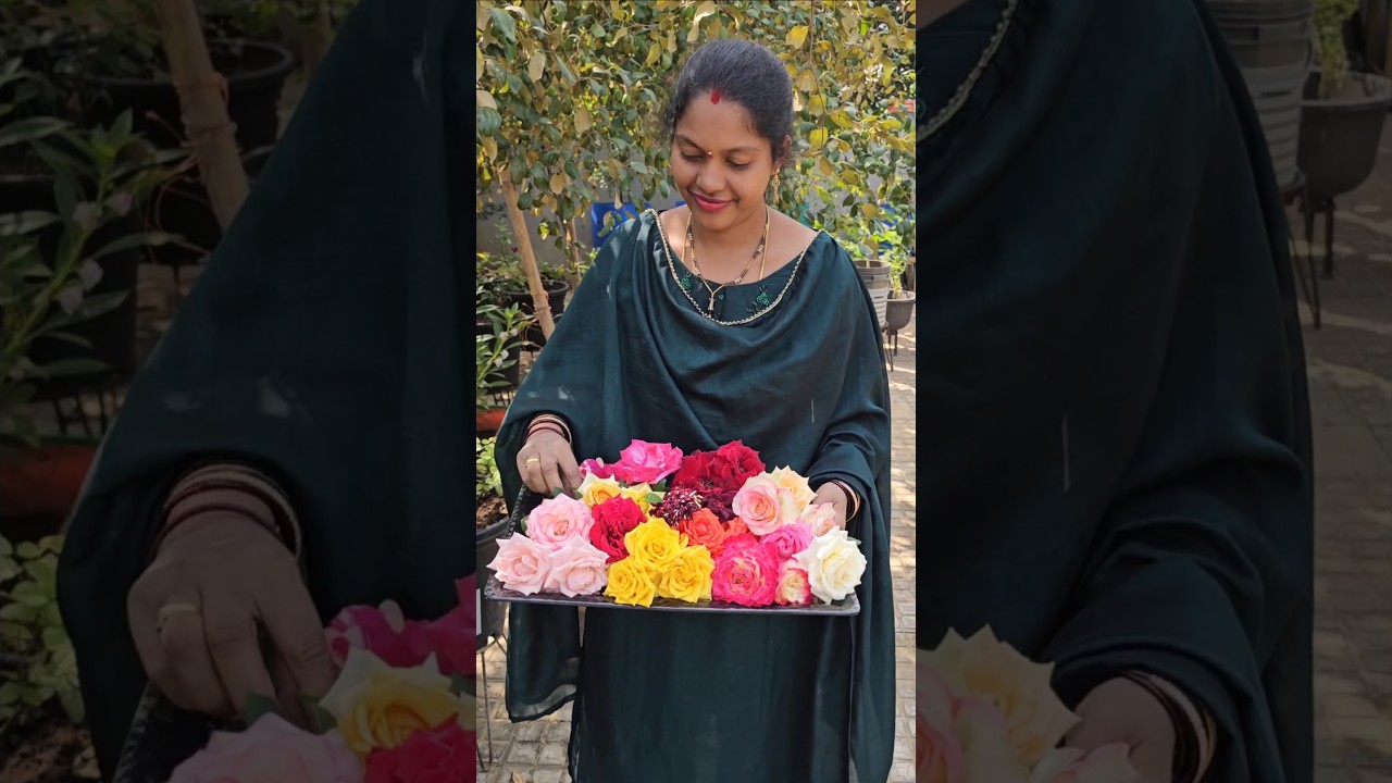 Roses harvesting in my garden 