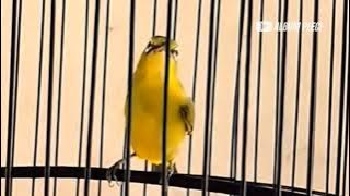 pleci dakun malang bikin lawan gacor dan nembak