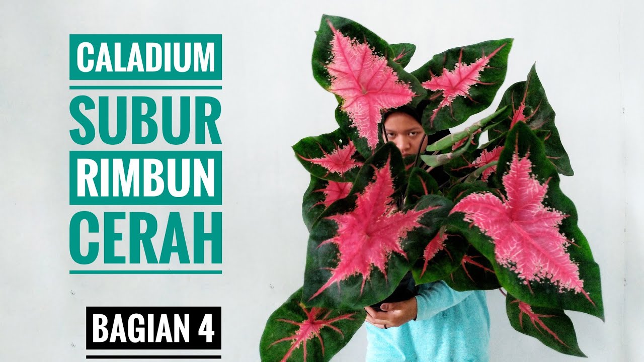 Caladium Subur, Rimbun & Cerah Bagian 4