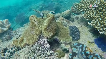 Vì môi trường xanh 18/6/2025 | Nỗ lực thu gom rác thải đại dương bảo vệ khu Ramsar Vườn QG Côn Đảo