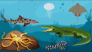 SeSAFE Training Module 2 - Dangerous Marine Life