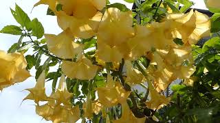 Angels Trumpet Flowers Spring Los Angeles California May 3, 2026