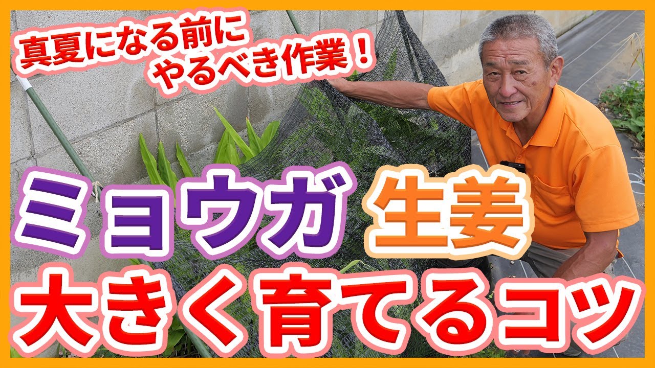 家庭菜園や農園のミョウガ栽培や生姜栽培で夏前にやりたい！追肥や半日陰で大きく育てるミョウガ＆生姜の育て方を徹底解説！【農園ライフ】