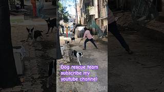 Dog rescue team maharashtra 🐕🦮🐕 #animal #rescue #animalrescue #streetdog #viralshort #rescuedog #dog