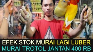  Efek Stok Lagi  Murai Batu Trotol Jantan Mulai 400 Rb Di Kios Haji Abu Pasar Burung Pramuka