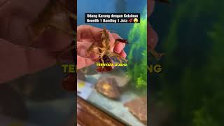 Peluang Kelainan Genetik Ini Hanya 1 Banding 1 Juta 🦞😮#udangkarang #akuarium #kelainangenetik